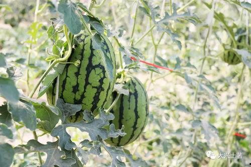 网红在线吃瓜意义